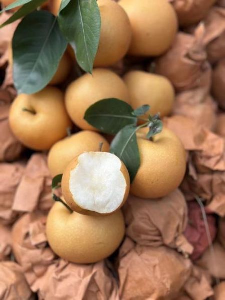 梨子图片大全大图_哪里找高清无水印