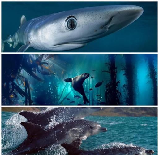 蓝色星球2迅雷下载_哪里能看高清完整版