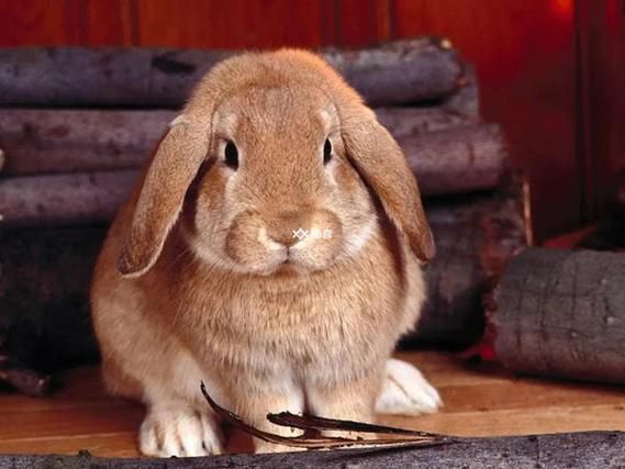 怀孕梦到兔子是什么意思_孕妇梦见兔子生男生女