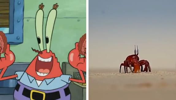 海绵宝宝是什么_海绵宝宝原型是谁