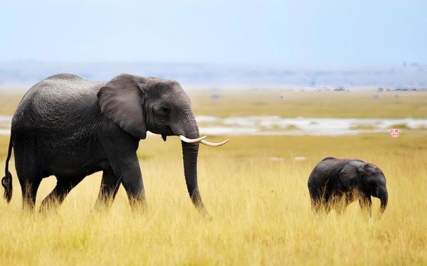 大象图片大全大图哪里找_如何免费下载高清大象照片