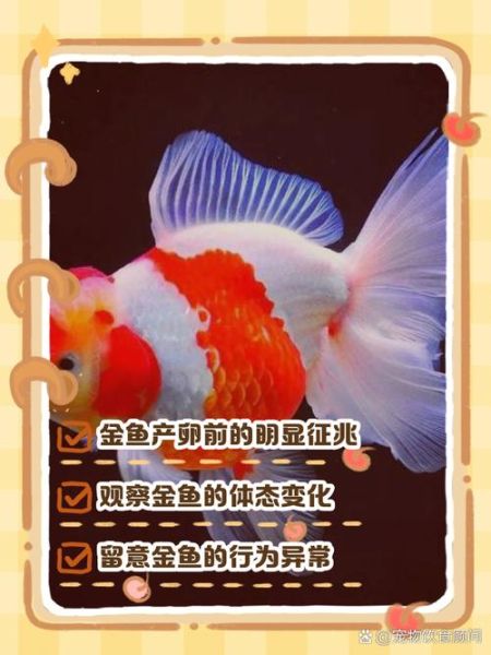 梦到小金鱼是什么意思_梦到小金鱼是吉兆吗