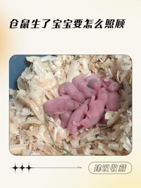 仓鼠生完宝宝后怎么办_母鼠多久能碰幼崽