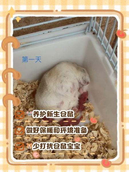 仓鼠生完宝宝后怎么办_母鼠多久能碰幼崽