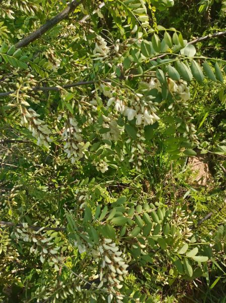 梦到摘槐花是什么意思_槐花梦境解析