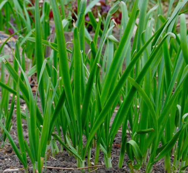 韭菜图片大全大图_韭菜高清图鉴