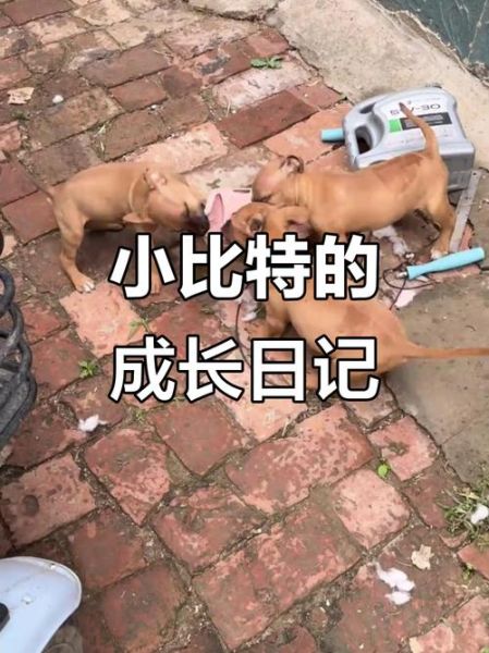 比特图片大全哪里找_比特图片大全怎么下载