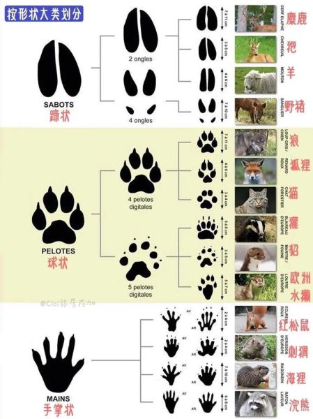 脚印图片大全_如何识别不同动物足迹