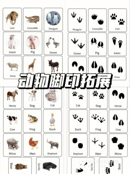 脚印图片大全_如何识别不同动物足迹
