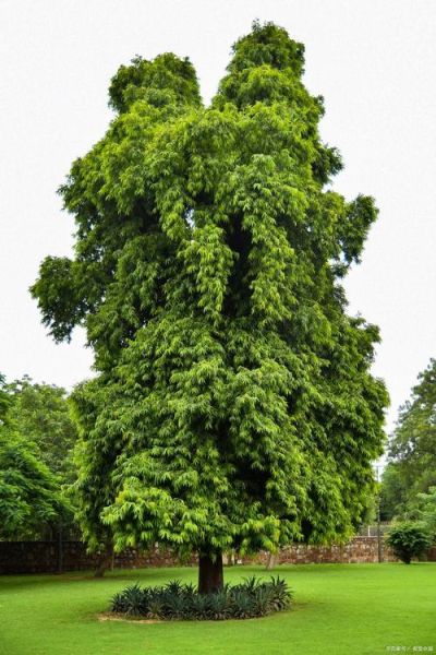 树的图片大全_哪些树种最值得收藏