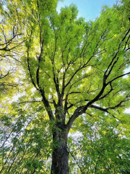 树的图片大全_哪些树种最值得收藏