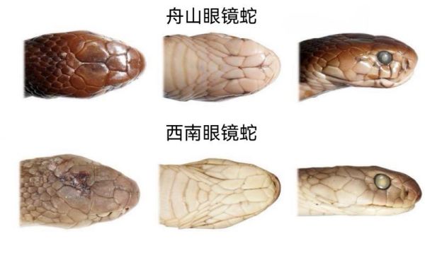 眼镜蛇图片大全_如何辨别真假