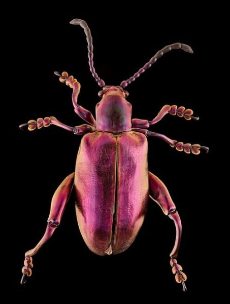 梦到甲虫是什么意思_梦见黑色甲虫好不好