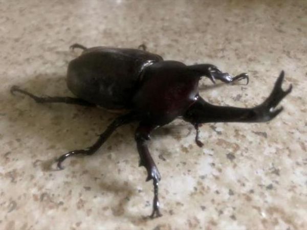 梦到甲虫是什么意思_梦见黑色甲虫好不好