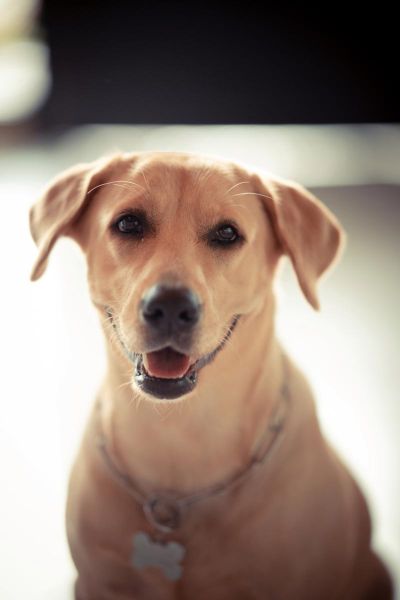 各种狗图片大全大图_高清大图哪里找