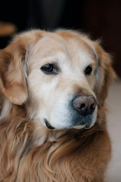 大型狗图片大全_适合家养的大型犬有哪些