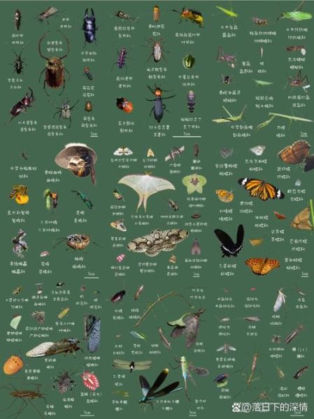 昆虫图片大全和名称_如何快速识别常见昆虫