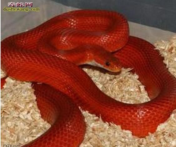 梦到红色的蛇是什么意思_红色蛇梦境解析