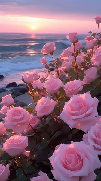 玫瑰花图片大全大图_如何挑选高清壁纸