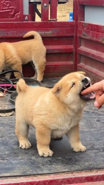 小黄狗图片大全_哪里可以找到高清图