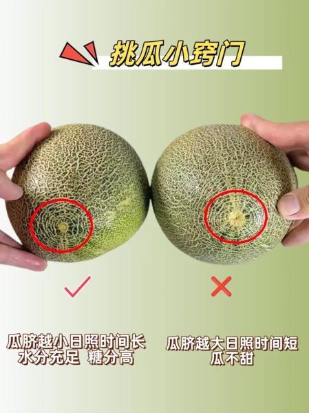 哈密瓜图片大全大图_如何挑选高清哈密瓜图