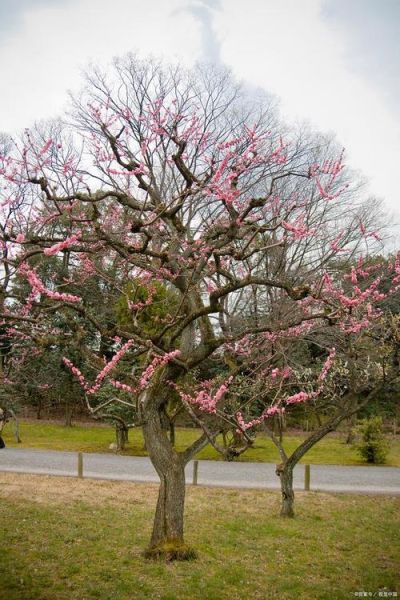 桃树图片大全大图_桃树高清图怎么拍