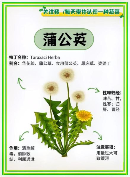 蒲公英宝宝可以吃吗_蒲公英宝宝辅食怎么做