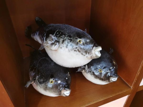 梦到河豚是什么意思_河豚梦境解析