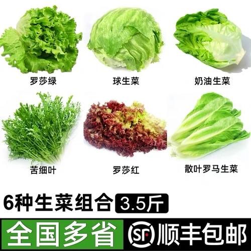 生菜图片大全_生菜品种怎么区分