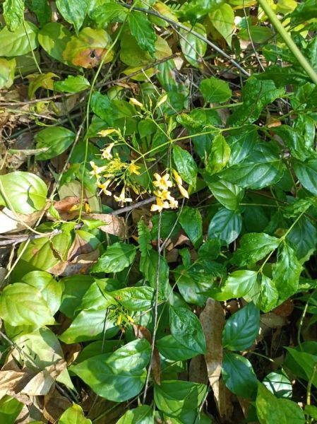 断肠草图片大全_如何辨别真假断肠草