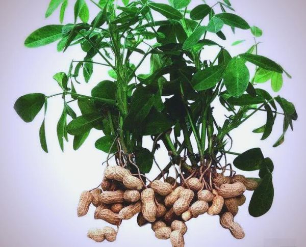 孕妇梦见花生是什么意思_孕期梦到花生生男生女