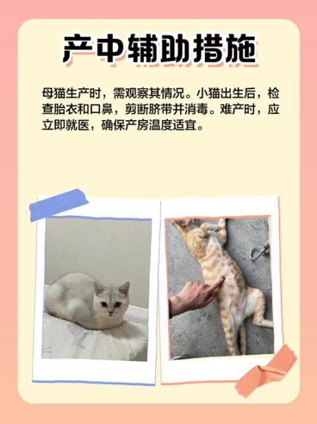梦到猫生小猫是什么意思_梦见猫生小猫预示什么