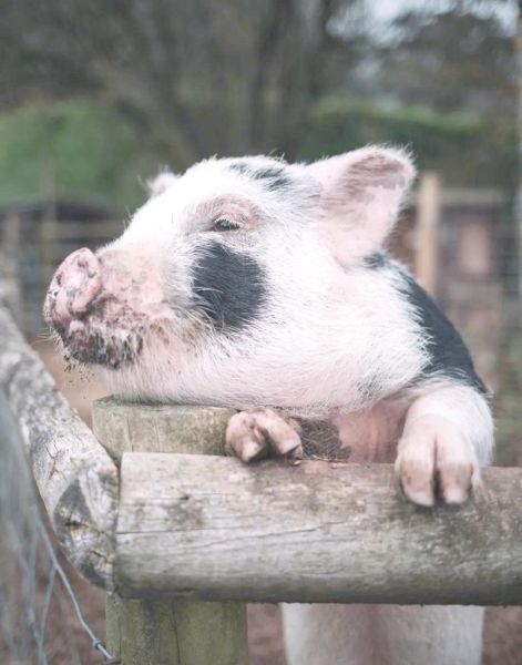 梦到杀猪是什么意思_梦见杀猪流血好不好