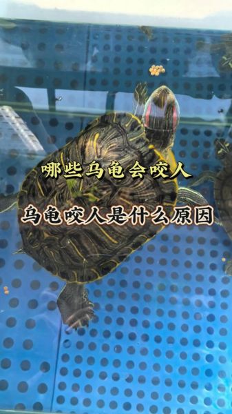 梦到乌龟打架_周公解梦乌龟打架预示什么