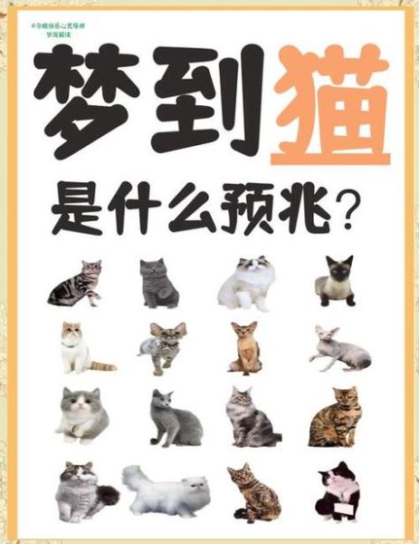 梦到吃猫是什么意思_梦到吃猫预示着什么