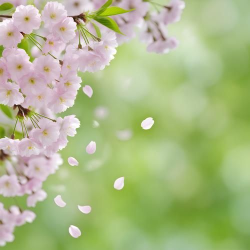 微信头像图片大全_花系头像怎么选