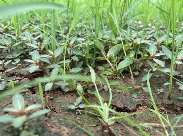 杂草图片大全_如何识别常见杂草