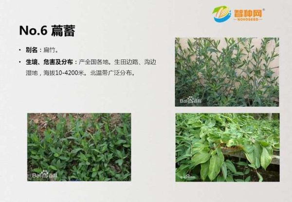 杂草图片大全_如何识别常见杂草