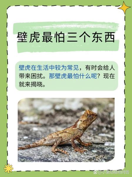 梦到壁虎是什么意思_梦到壁虎是吉是凶