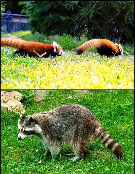 小熊猫图片大全_如何分辨小熊猫与浣熊