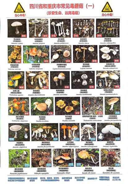 野生蘑菇图片大全_如何分辨有毒蘑菇