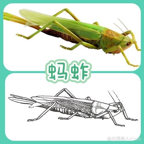 蝗虫图片大全_如何识别不同种类
