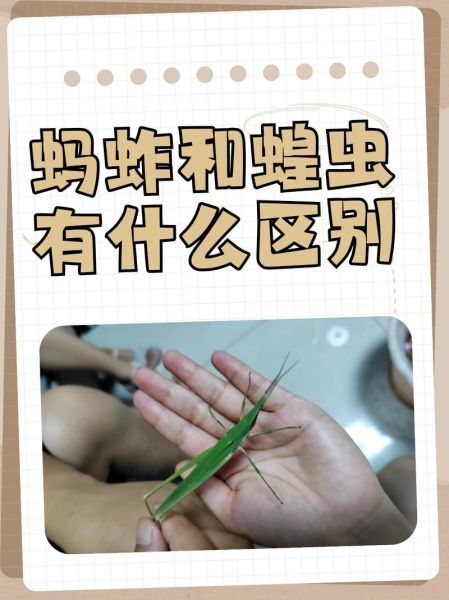 蝗虫图片大全_如何识别不同种类