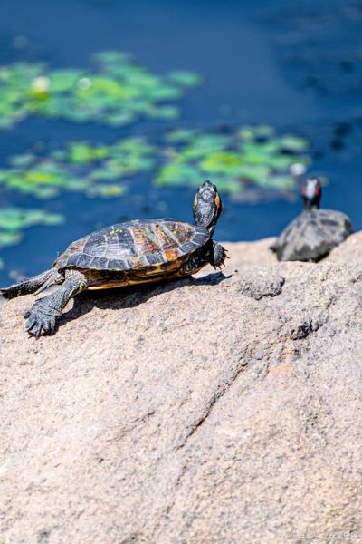 梦到乌龟咬我_梦见乌龟咬手是什么意思