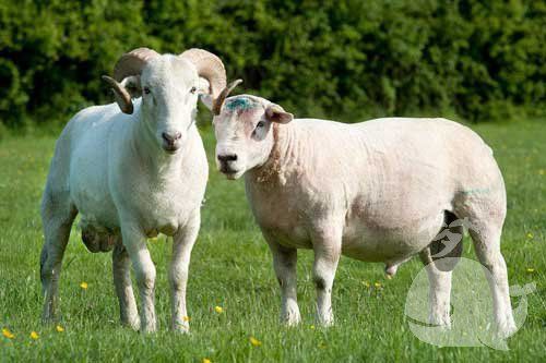 梦到两只羊是什么意思_梦见两只羊的吉凶预兆