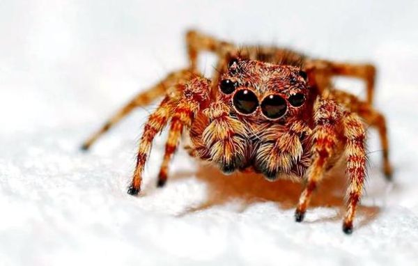 梦到蜘蛛是什么意思_梦见蜘蛛是吉是凶