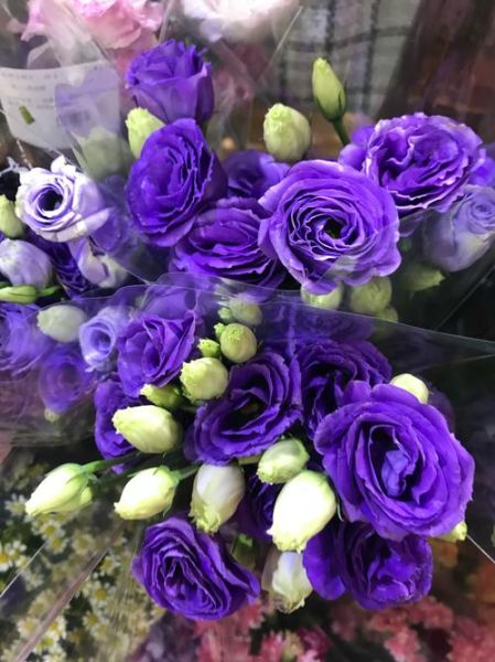 紫玫瑰图片大全大图_紫玫瑰高清壁纸哪里找