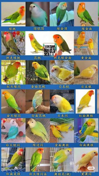 鹦鹉品种大全图片_如何挑选鹦鹉