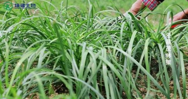 梦到韭菜是什么意思_梦到韭菜预示什么