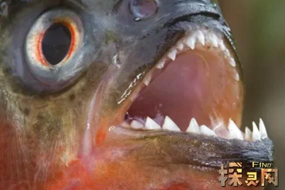 食人鱼迅雷下载_食人鱼迅雷下载安全吗